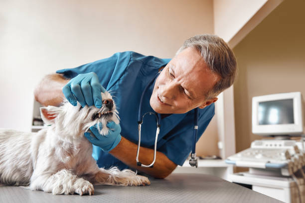 Best Emergency Dental Care for Broken or Chipped Teeth in Mansfield, LA